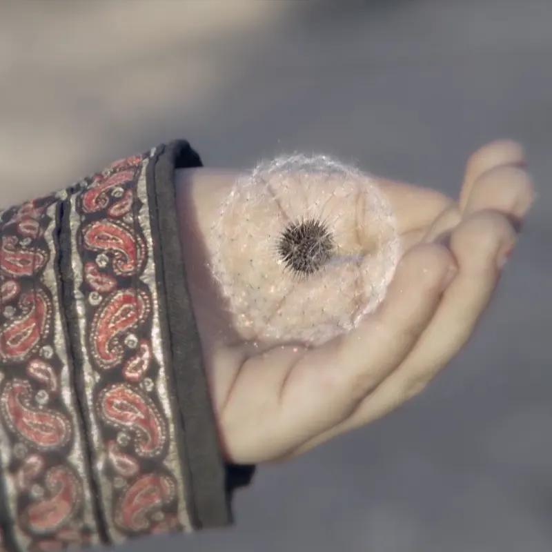 قاصدک