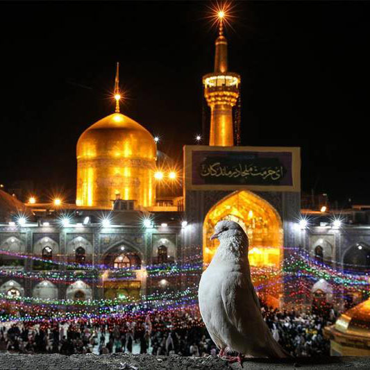 زائر